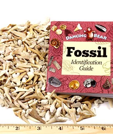 SHARK TEETH Fossils (1 Pound) Bulk Wholesale, Grade A & B Mix Genuine Moroccan, 50-60 Million Years old (Paleocene Period), Real Authentic Shark Tooth Collection, and Fossil Book & ID Card