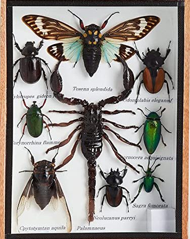 9 Real MIXS Very Rare Insect Taxidermy Set in Boxes Display for Collectibles