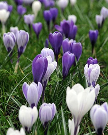 Delft Blue Crocus Mix - 25 Bulbs