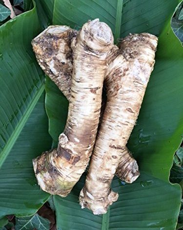 2 Lb. Horseradish Root. Great for Planting! Enjoy All Its Health Benefits! Sold By Weight, so You May Receive One Large Root, or Several Small Ones, Depending on Harvest. NON GMO, Gluten Free