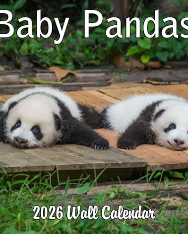 2026 Baby Pandas Monthly Wall Calendar | Animals Calendar September 2025- December 2026
