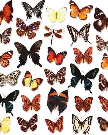 Thyle 30 Pcs Real Taxidermy Butterfly Specimen Artwork Material Decor Natural Unmounted Butterfly Collection Assorted Taxidermy Animals for Entomology Craft Home Office Display Artwork