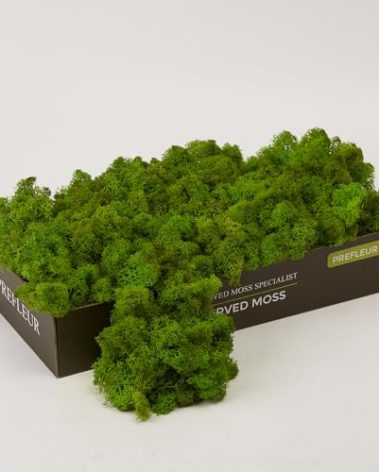Prefleur Preserved Reindeer Craft Moss Natural Green DIY Kit Gardenning Art Wall Decor Florist Easter Table Decor Wedding Decor (0.85lb)(Green-03)