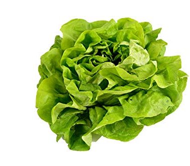 500 Buttercrunch Lettuce Seeds for Planting - Heirloom Non-GMO Vegetable Seeds for Planting - Hydroponics - Microgreens - AKA Butterhead Lettuce, Boston Lettuce, Bibb Lettuce Lactuca Sativa