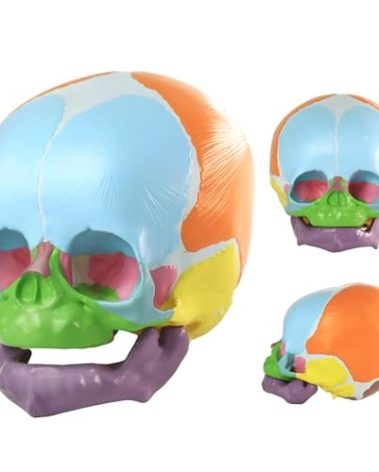 HADWYN 2026 New Life Size Human Infant Skull Model,Anatomy Fetus Brain Head，Baby Skull Model for Medical Teaching Learning, Learning Education Display Tool, Hand Painted