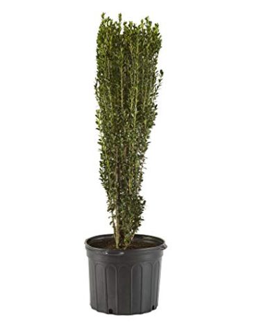 Holly 2.25 Gal. Sky Pencil Holly Shrub