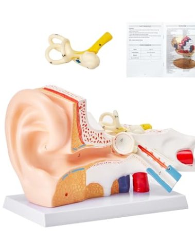 VEVOR Human Ear Anatomy Model, 5 Times Enlarged Human Ear Model, PVC Plastic Anatomical Ear Model for Education, Human Ear Anatomy Displaying Outer, Middle, Inner Ear with Base, 3pcs (2 Removable)