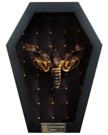 vinatimes Dead Head Moth Coffin Taxidermy Gift Dark Decor Dried Specimen Gothic Decor Entomology Curiosities Shadow Box Display Oddity Hanging Display Table Wall Home Room Decor CF18-01-NEM-MT