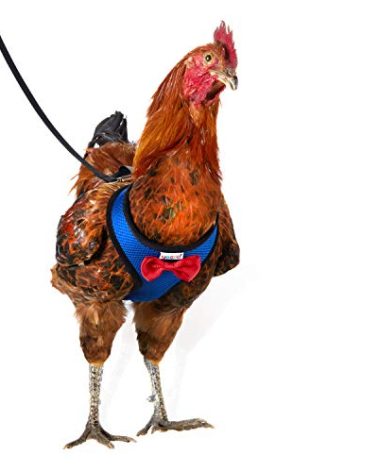 Yesito Chicken Harness Hen Size with 6ft Matching Leash – Adjustable, Resilient, Comfortable, Breathable, Large Size, Suitable for Chicken Weighing About 6.6 Pound,Blue