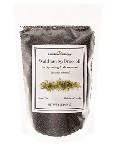 Broccoli Seeds for Sprouting & Microgreens | Waltham 29 Variety | Non GMO & Heirloom Seeds | Bulk 1 LB (16 oz) Resealable Bag | Rainbow Heirloom Seed Co.