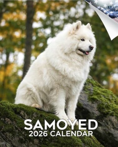 2025 2026 Samoyed Calendar - Dog Breed Monthly Wall Calendar - 12" x 24" Open - Thick No-Bleed Paper - Giftable - Academic Teacher's Planner Calendar Organizing & Planning - Made in USA