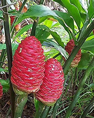 HITAKA Lĩvé Plảnt -4 Shạmpọọ Gịngẹr Rhịzọmẹs, Zịngịbẹr Zẹrụmbẹt, Pịnẹ Cọnẹ, Frẹẹ Shịp W/Frẹẹ Ọffẹr