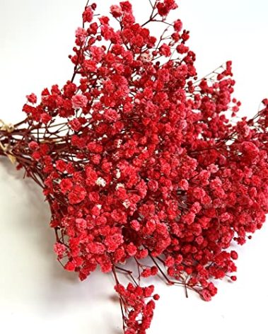 Birtlynn Preserved Baby's Breath 3 Bunches, 100% Natrual Fresh Gypsophila Long Lasting Flowers for Vase Arrangements Home Decoration Photo Props Parties and Weddings, DIY Décor-Red