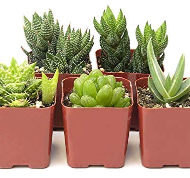 Shop Succulents | Haworthia Collection | Assortment of Hand Selected, Fully Rooted Alluring Miniature Aloe Live Indoor Succulent Plants, 5-Pack
