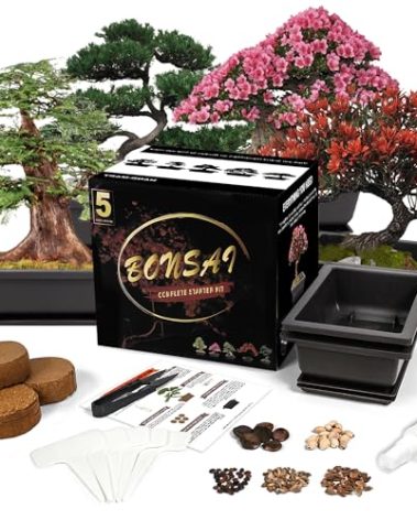 Sproutix Bonsai Starter Kit, 5 Seeds Growing into Blue Spruce, Chinese Boxwood, Dawn Redwood, Flame Tree and Judas Tree, Including Complete Gardening Tools with A Gift Box, Christmas Gifts for Women