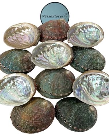 NessaStores 50 Abalone Shells 2.5 to 3.5 Inches | Beautiful All Natural Smudge Bowl - Perfect for Smudge Sticks, Incense Sticks and a Sage Smudge Kit. JC-020