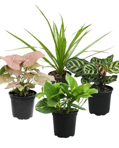 Altman Plants, Classic Houseplant Collection (4PK) Live Plants Indoor Plants Live Houseplants in Plant Pots, Easy House Plants Indoors Live, Snake Plant, Pothos in Potting Soil, Clean Air Plants