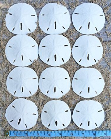 Real Sand Dollars 2.5" to 3" (12 Pack) – Sand Dollar Wall Art & Ornament Set – Beach Wedding Decor – Nautical Party Table Decor – Mini Shells for Crafts – Coastal Gifts