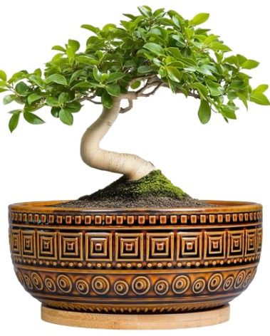 G EPGardening Bonsai Pots- 8 Inch Ceramic Succulent Planter with Drainage and Plant Saucer, Shallow Round Planter Bowl for Indoor Plants Flower, Boho Room Decor, Birthday Gifts, Brown