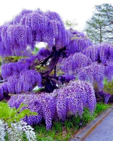 Blue Moon Wisteria Vine - Massive Foot Long Fragrant Flowers - Attract Hummingbirds - 2 - Year Plant by - Japanese Maples and Evergreens®