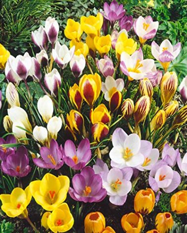 40 Jumbo Crocus Mixture Bulbs- Fall Planting!