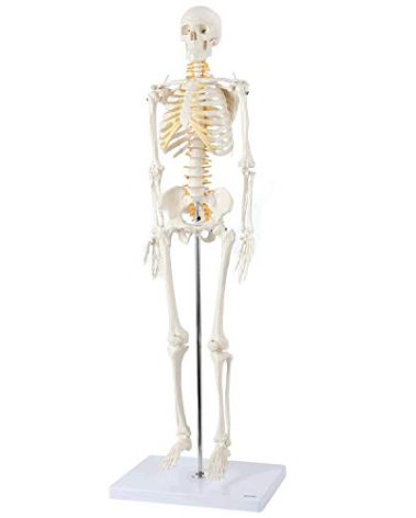 Axis Scientific Mini Human Skeleton Model with Metal Stand, 31" Tall with Removable Arms and Legs, Easy to Assemble, Includes Detailed Product Manual for Study