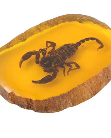 Amber,Artificial Amber Specimen Pendant Butterfly Scorpions Insects Stone Ornament for Collection(Scorpion)