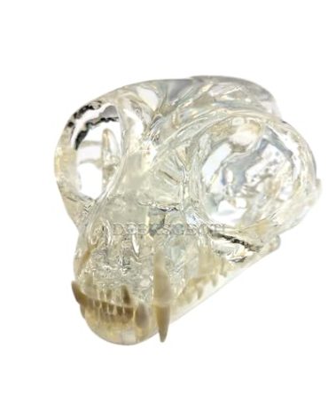 DEBKSGEOTI Clear Feline Skull Cat Dental Model Oral Teeth Model Pet Clinic Anatomical for Canine Veterinary Office Education Decoration Demonstrate (Cat Skull Model)