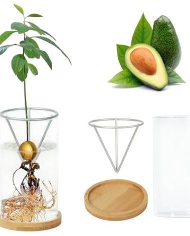 Bylion Avocado Tree Growing Kits, Avocado Growing Vase Wooden Base Avocado Seed Starter Vase Glass Plant Pot Easy Seed Sprout Starter Gift for Women Gardening Lovers Home Office Table Decoration