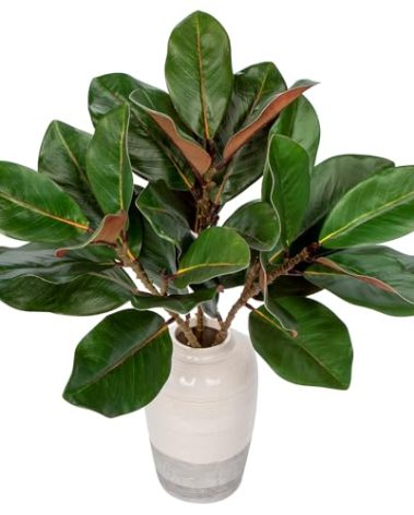 Briful Faux Magnolia Branches 22 Inches Artificial Magnolia Leaves Stems Real Touch Faux Greenery for Home Office Room Table Vase Farmhouse Decor (Dark Green - Pack of 3)