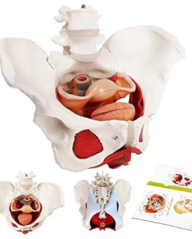 Female Pelvis and Perineum Model with Removable Organs, Magnetic Mounting, Female Pelvic Floor Muscle Anatomical Model & Uterus Vagina Ovary, Bladder, Rectum 6-Parts for Teaching Learning, Display