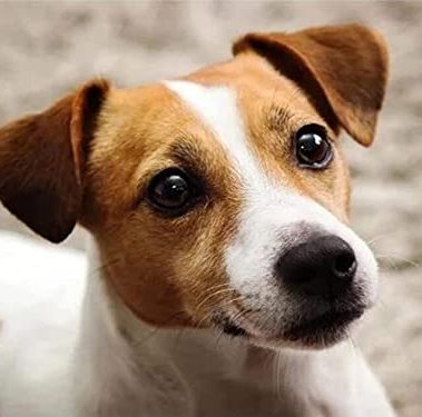 DVWIVGY 5D Dog Jack Russell Terrier Diamond Painting by Number Kits, Animal Dog Cross Stitch DIY Paint with Full Drill Round Diamond Art Embroidery Kits Wall Decoration Festival Gift 12x16 inch