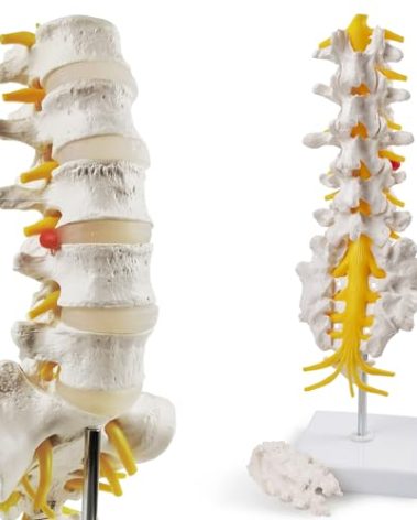 HADWYN 2025 New Life Size Lumbar Spine Model -Human Lumbar Vertebrae Anatomy Model with Sacrum and Spinal Nerves Medical Chiropractor Medical Student Study Teaching Demonstration
