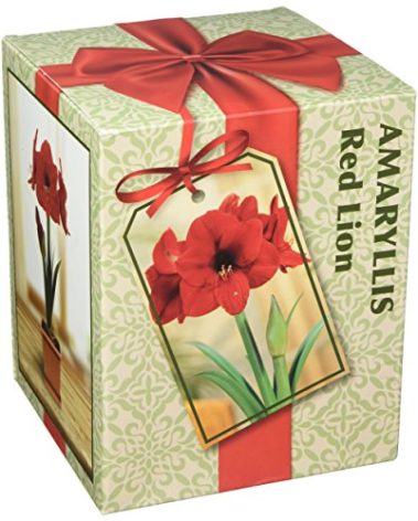 Amaryllis Growing Kit. Includes: Big Red Lion Bulb, Plastic Pot and Saucer, and Professional Growing Medium