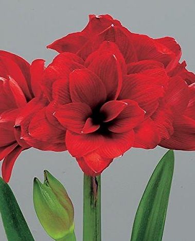 Double Dragon Amaryllis Bulb - Double Blooming Amaryllis, Easy to Grow Bulbs