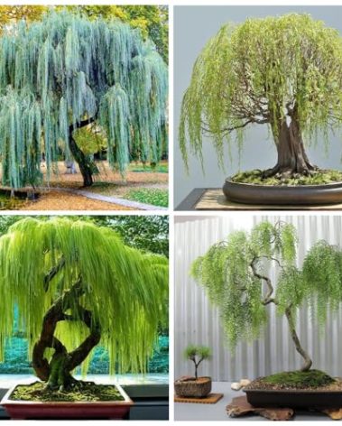 50+ Weeping Willow Bonsai Tree Seed-Cascading Bonsai with Lush Foliage-Low-Maintenance Ornamental Tree for Indoor Outdoor Display for Bonsai Hobbyists & Nature Enthusiasts.