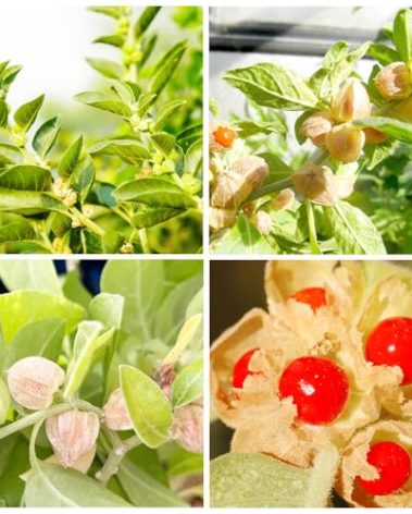 100+ Seed Ashwagandha Seeds for Planting Outdoor -Plant & Grow Heirloom Medicinal Herb Non-GMO in Your Home Garden