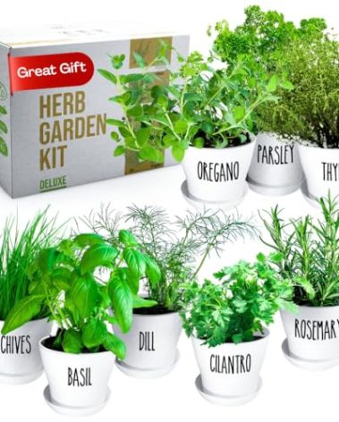 Deluxe Indoor & Outdoor Herb Garden Kit – 8 or The Most Popular Culinary Herbs with Pots & Soil for Windowsill or Patio Growing