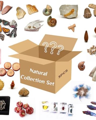 3Pcs Mystery Natural Oddities Collection Box - Real Fossils, Crystals & Taxidermy in Glass Vials | Dark Academia Decor for Adults & Kids | Witchy Curio Cabinet Decor | Unique Gifts for Science Lovers