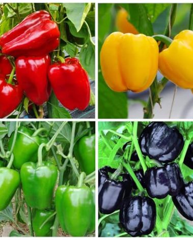 300+ Seed Giant Bell Pepper Organic for Planting Outdoor