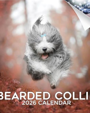 2025 2026 Bearded Collie Calendar - Dog Breed Monthly Wall Calendar - 12" x 24" Open - Thick No-Bleed Paper - Giftable - Academic Teacher's Planner Calendar Organizing & Planning - Made in USA