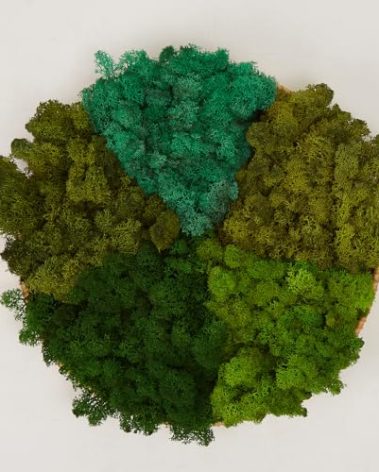 prefleur 5 Color Mix Pack Preserved Reindeer Moss Natural Green DIY Kit Gardenning Art Wall Decor Florist Decor (1 lb)(Green-03 Green-04 Green-06 Green-10 Green-11)