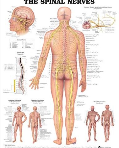 The Spinal Nerves Anatomical Chart