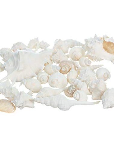 Nautical Crush Trading Sea Shells - White Real Mixed Beach Seashells (1lb) - Shells for Crafts - Ocean Decor - Beach Party Decorations - Seashell Decor - Large Shells Crafts