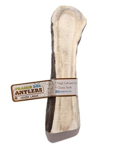 Prairie Dog Antlers | North American Split Moose Antler | MEDIUM | Naturally Shed | Hand Harvested | Nutrient Rich | 6-7.5 inches long