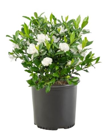 Gardenia 2.5 Qt. August Beauty Gardenia Shrub