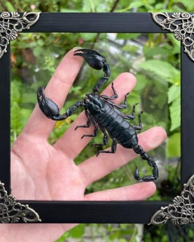 vinetimes Real Framed Scorpion Dead Insect Dried Bug Beetle Lover Glass Frame Shadow Box Taxidermy Oddity Specimen Decoration Reading Tabletop Wall Art Home Decor Living Gallery K14-51-KINH