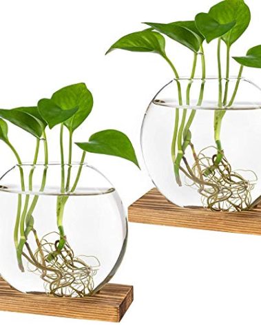 Kingbuy Round Glass Desktop Planter with Wooden Stand - Propagation Station for Small Hydroponic Plants, Spider Plants, Pothos, Lucky Bamboo - Terrarium Vase for Home Office Decor, 2-Pack, Brown