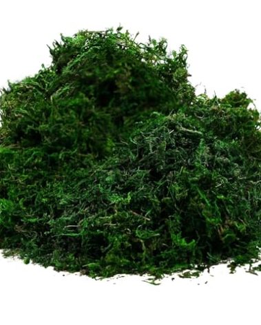 Byher 92926 Preserved Forest Moss, Fresh Green (8OZ)