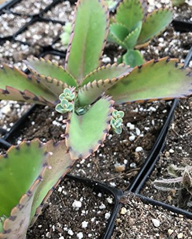 4" Kalanchoe Daigremontianum/Mother of Thousands/Mother of Millions/Mexican Hat Plant/Bryophyllum daigremontianum